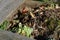 Insight into composter