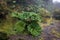 Insignis Gunnera plant near the Irazu volcano, Costa Rica