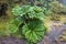 Insignis Gunnera plant near the Irazu volcano, Costa Rica