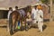 Inspecting a horse at the Pushkar Camel Fair in Rajasthan, India