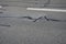 Inspection activity, checking the condition of motorway road barriers. pruning of frost cracks, joints and cracks in the asphalt s