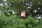 Inspection of birdhouses on trees for spring nesting. A man in an overall fitter takes an ornithologist up a ladde