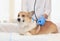 inspection and treatment of ginger Corgi dog puppy a veterinarian with a stethoscope