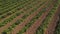 Inspector walking among the strawberry bushes at the field, aerial view