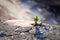 inspirating close up photo of a small sprout breaking through a stone