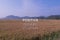 Inspiration and motivation quote on blurred rice field background