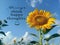 Inspiration words - Always think happy thoughts. Summer and spring inspirational quote. Positive motivational quote with sunflower