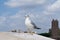 Inspirational image of european herring gull (Larus argentatus)