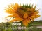 Inspirational motivational quote - 2020 i am ready to bloom. With background of fresh & beautiful sunflower blossom in the garden