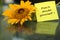 Inspirational motivational quote - do not doubt yourself. With  beautiful sunflower blossom and its reflection on glass surface.