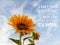 Inspirational motivational quote - Do not rush anything. When the time is right, it will happen. With sunflower blossom & sky