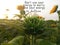 Inspirational motivational quote - Do not use your energy to worry. Use your energy to believe. With baby young sunflower closeup.