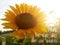 Inspirational motivational quote - When the ego dies, the soul awakes. With background of morning sunlight over sunflower garden.