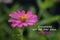 Inspirational motivational quote - Everything will fall into place. Be patient. With beautiful zinnia flower blossom closeup.