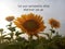 Inspirational motivational quote - Let your personality shine wherever you go. With background of sunflowers blossom in field.