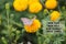 Inspirational motivational quote - New year, new feels, new chances, fresh starts. With butterfly on marigold flower background .
