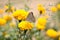 Inspirational motivational quote - A new year, a new you. With butterfly on yellow marigold flower blossom background.