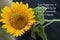 Inspirational motivational quote- Your happiness is too fragile to be put in someone elses hands. With sunflower in hand.