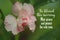 Inspirational quote - Be blessed this morning. May grace and peace be with you. With beautiful pink impatiens balsamic flower.
