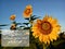 Inspirational quote- Bloom where you are planted. With smiling sunflowers blossom. Beautiful Sunflower plants in the barden and