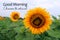 Inspirational quote - Good Morning. Choose to shine. On background of beautiful yellow sunflowers bed in field.