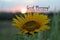 Inspirational quote - Good morning. Never lose hope. With sunflower blossom on sunrise background. Morning greeting message.