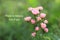 Inspirational quote - Hate is heavy. Let it go. With beautiful pink roses flower blossom in garden on fresh green background.