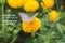 Inspirational quote - Inside me is a weak heart but behind me is a strong God. With butterfly on yellow marigold flower blossom.