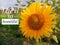 Inspirational quote - Life is so beautiful. With beautiful sunflower blossom closeup and morning light over the garden.