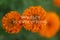 Inspirational quote - Mindset is everything. On soft green and orange marigold flower in garden background. Beautiful mind and