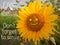 Inspirational quote & morning greeting - Good morning. Do not forget to smile. With background of cute & smiling face sunflower.