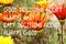 Inspirational quote with orange and yellow gazania flowers on a
