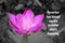 Inspirational quote - Remember how blessed you are no matter what`s happening. With pink lotus flower plant or Nelumbo nucifera i
