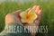 Inspirational quote - Spread kindness. With woman hand holding yellow Bali frangipani flower in hand on green background.