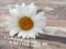 Inspirational quote - Tomorrow will be a better day. Hope motivational words concept with white daisies on a wooden background.