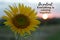 Inspirational words - Be patient. Everything is coming together. Hope motivational quote concept with the sun light and sunflower