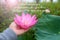 Inspirational words - Look around you. Appreciate what you have. Nothing will be same in a year. With person holding pink lotus.