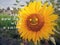 Inspirational words - Start new day with a smile. With cute smiling sunflower blossom closeup in the garden, welcoming new day,