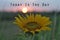 Inspirational words - Today is the day. Hope motivational quote concept with the sun and sunflower in the field at sunset sunrise
