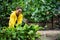 Inspired Hispanic woman farmer agronomist in work yellow raincoat cutting fresh swiss chard grown in the open ground