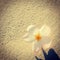 Instagram of beautiful tropical flower in sand