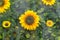 The installation of a decorative flowers on green grass background.