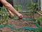 Installation of a drip irrigation system in a greenhouse