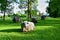 Installation, four figures of large stone bulls from boulders on the green grass in a city park