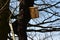 Installation and inspection of birdhouses on trees for spring nesting. A man in an overall fitter takes an ornithologist up a ladd