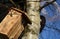 Installation and inspection of birdhouses on trees for spring nesting. A man in an overall fitter takes an ornithologist up a ladd