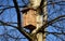 Installation and inspection of birdhouses on trees for spring nesting. A man in an overall fitter takes an ornithologist up a ladd