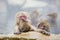 Instinct: Wild Baby Snow Monkey Grooming Mom