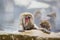 Instinct: Wild Baby Snow Monkey Grooming Mother