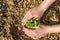 Instructions step by step planting vegetables on the beds. Hands of a farmer girl plant fresh vegetables in the ground. Care,